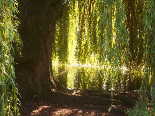 inside-the-willow-tree